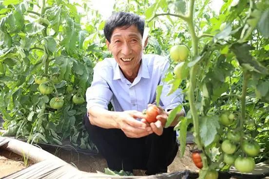 农产品富硒西红柿标准