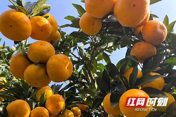 富硒功能农产品博览会