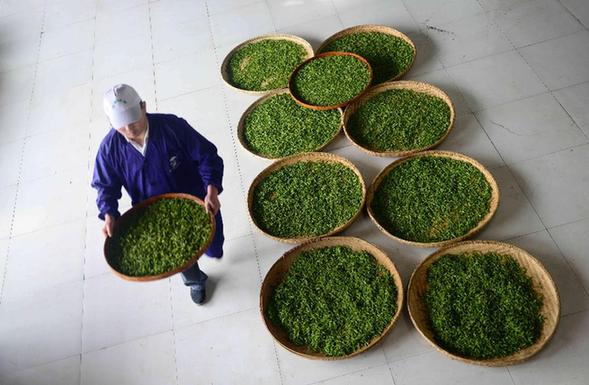 恩施醇厚的恩施富硒茶