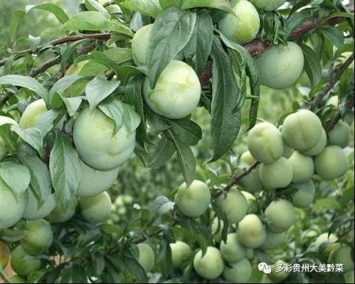 贵州哪些地方产富硒茶