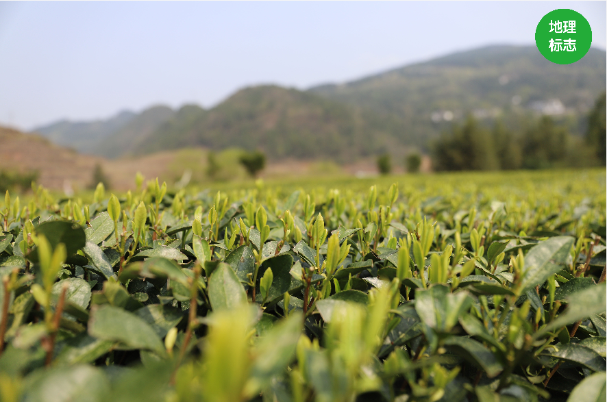 茶小硒恩施高山富硒茶
