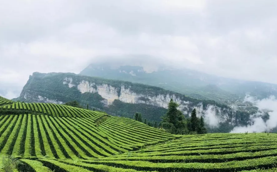 茶小硒恩施高山富硒茶