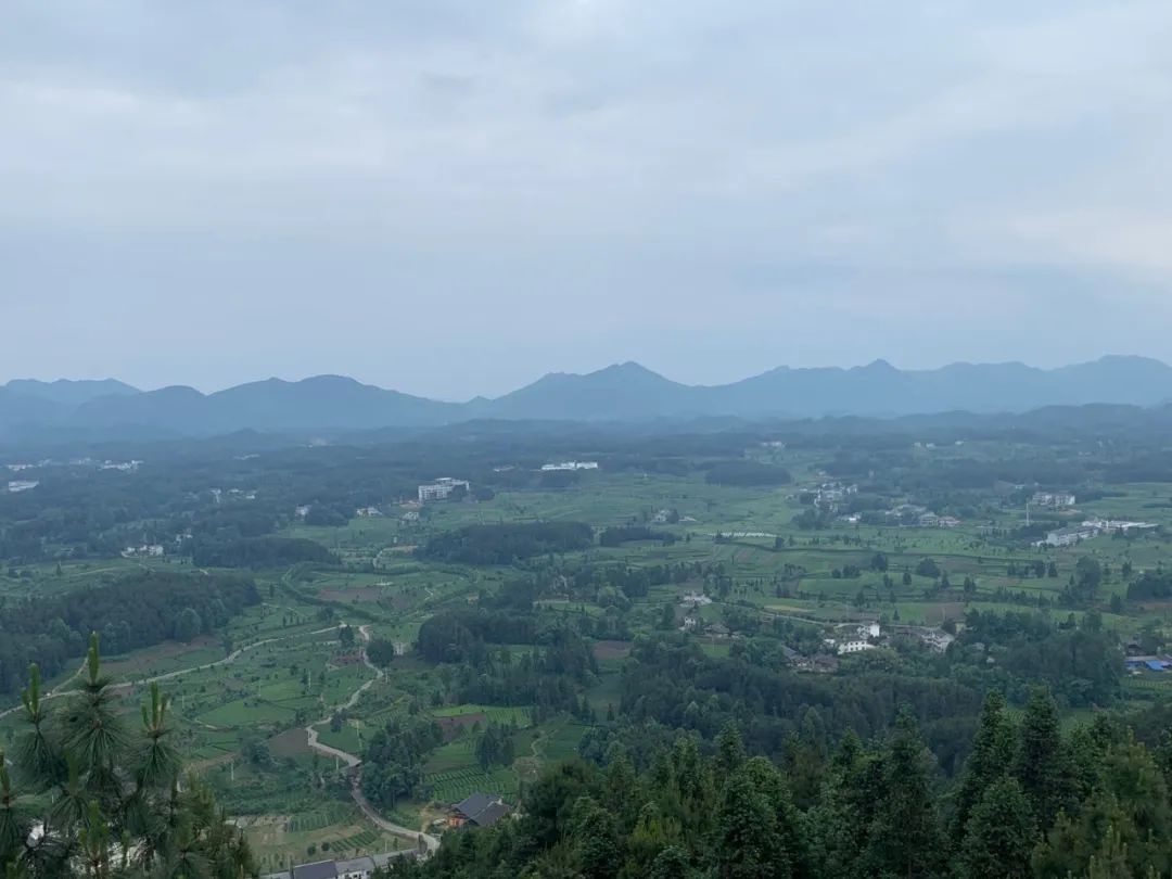 凤冈茶凤冈富锌富硒茶