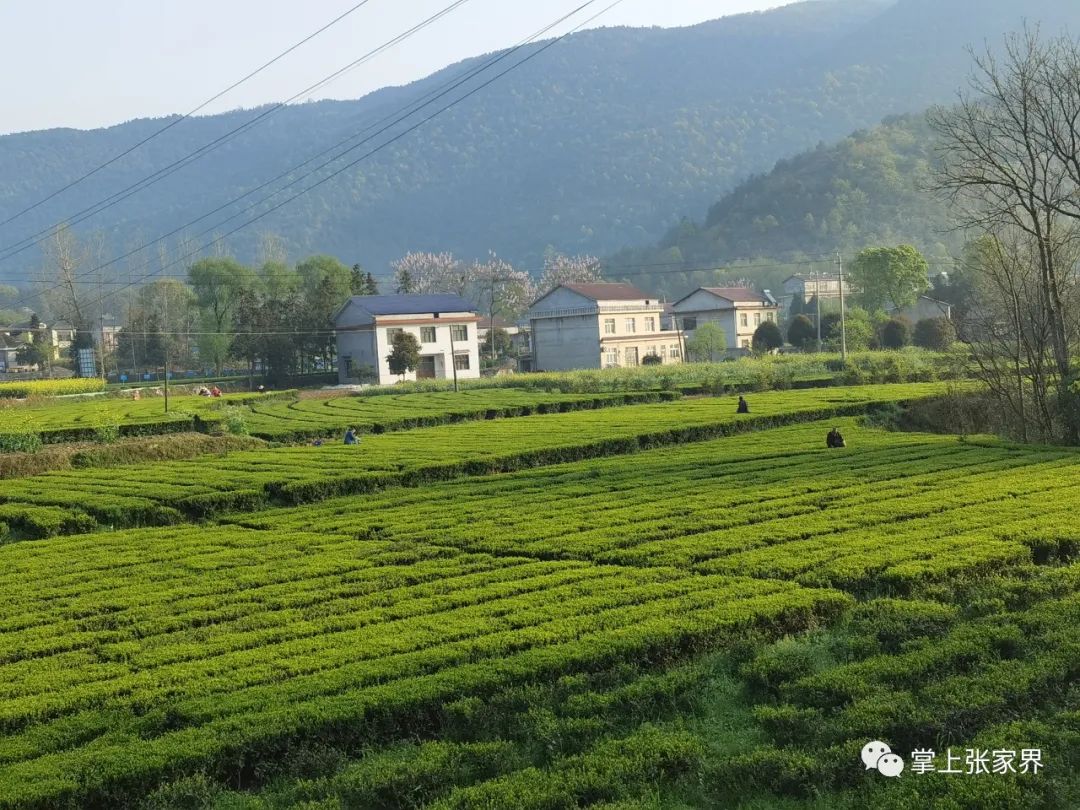 硒沁情有机富硒茶白茶