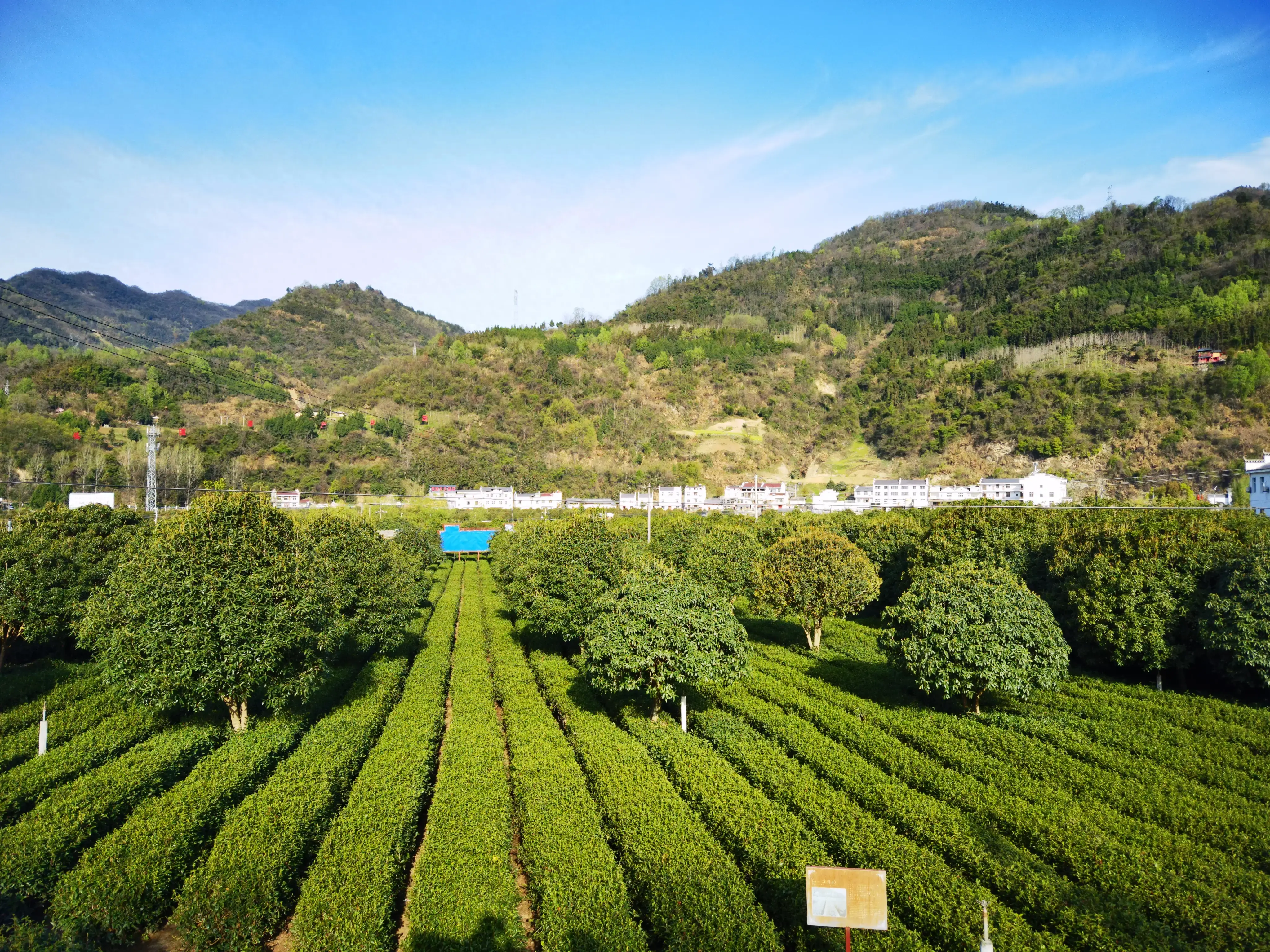 平利女娲茶 富硒绿茶