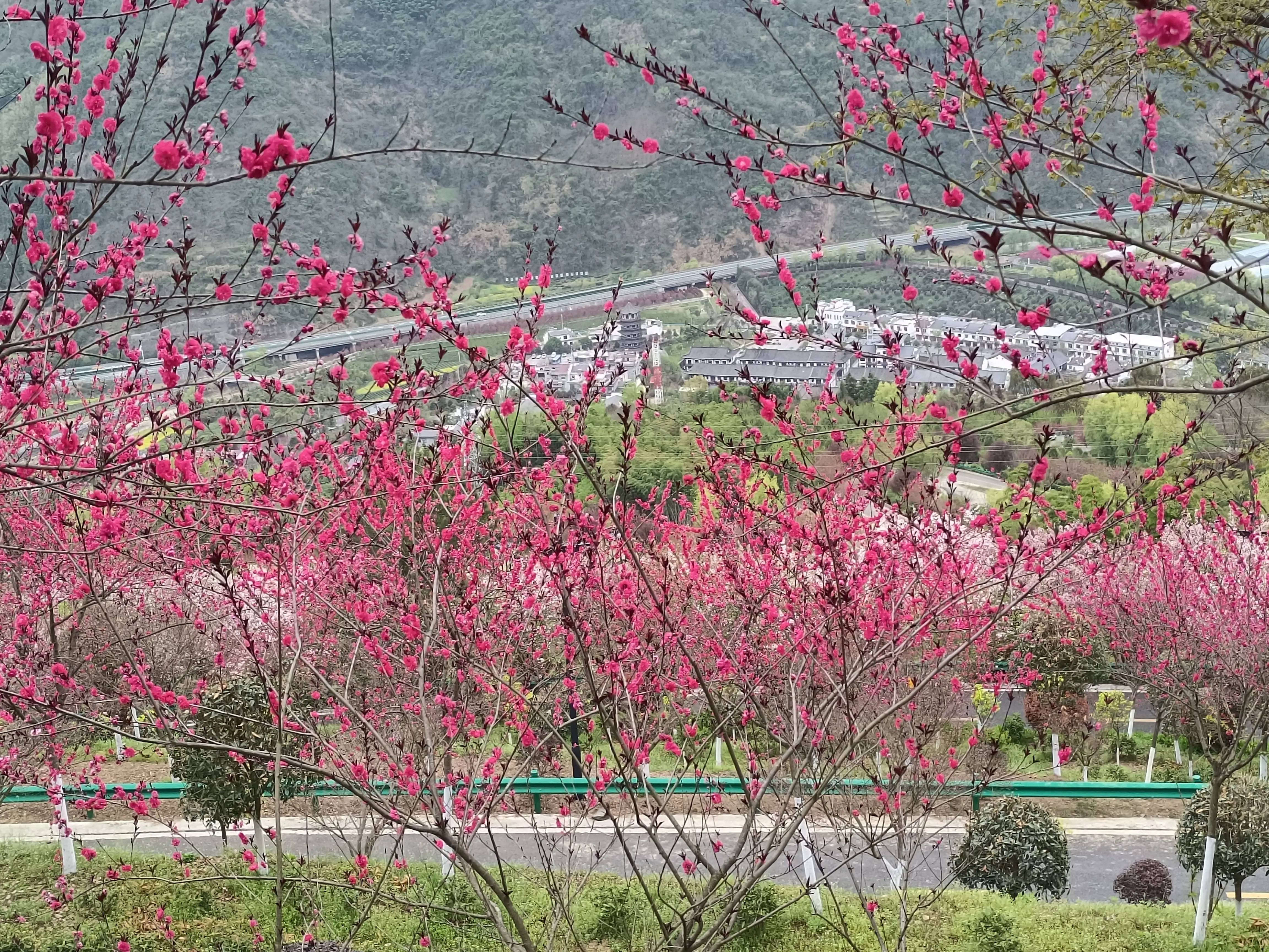 平利女娲茶 富硒绿茶