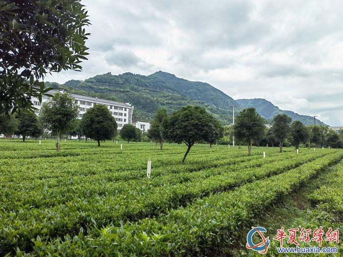 平利女娲茶 富硒绿茶