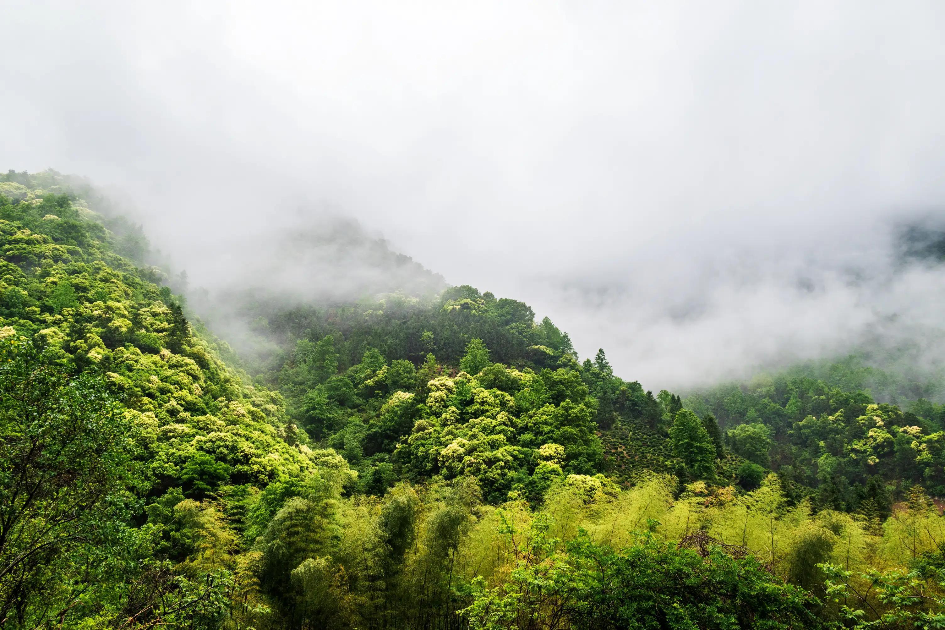 仙寓山富硒茶含硒多少