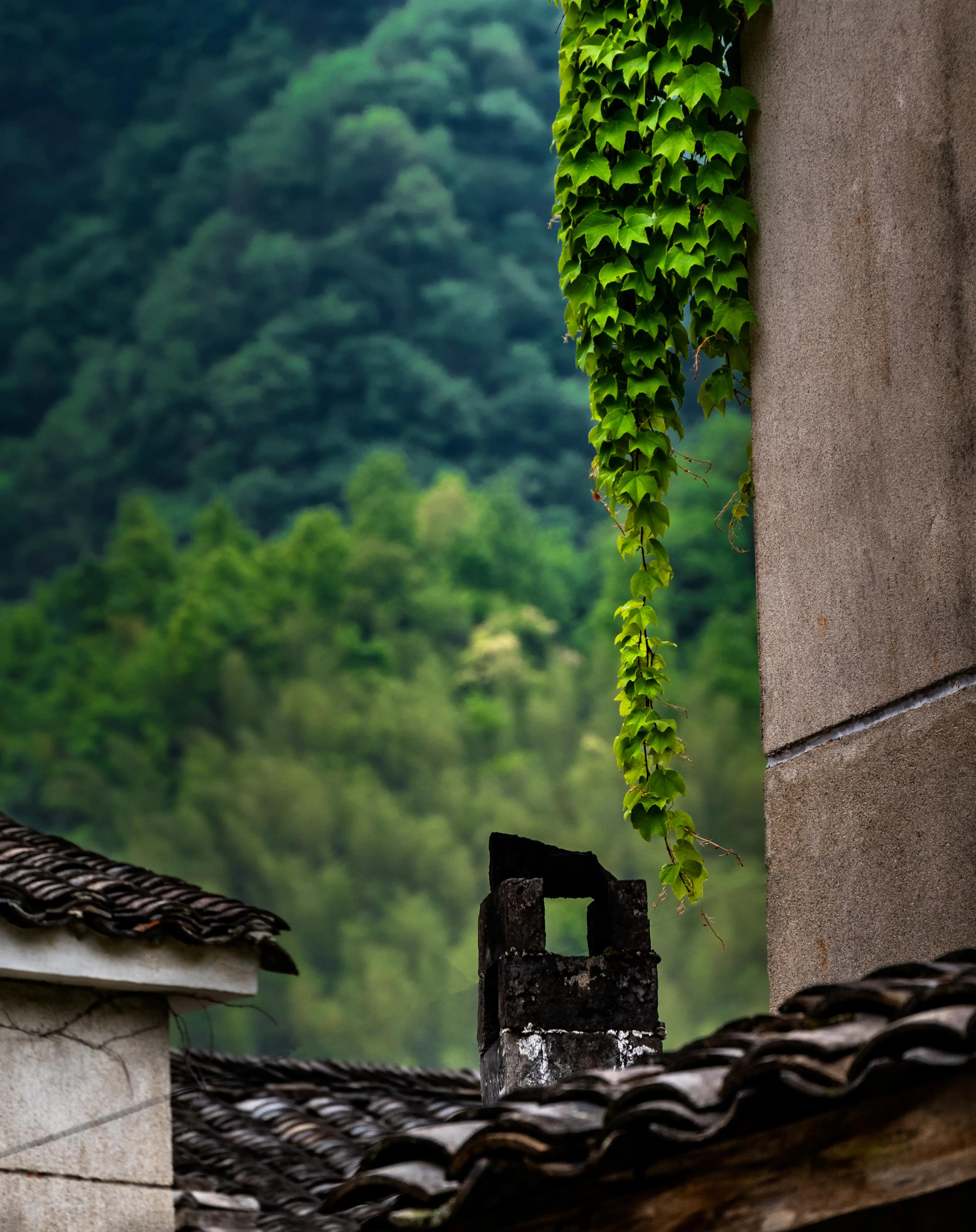 仙寓山富硒茶含硒多少