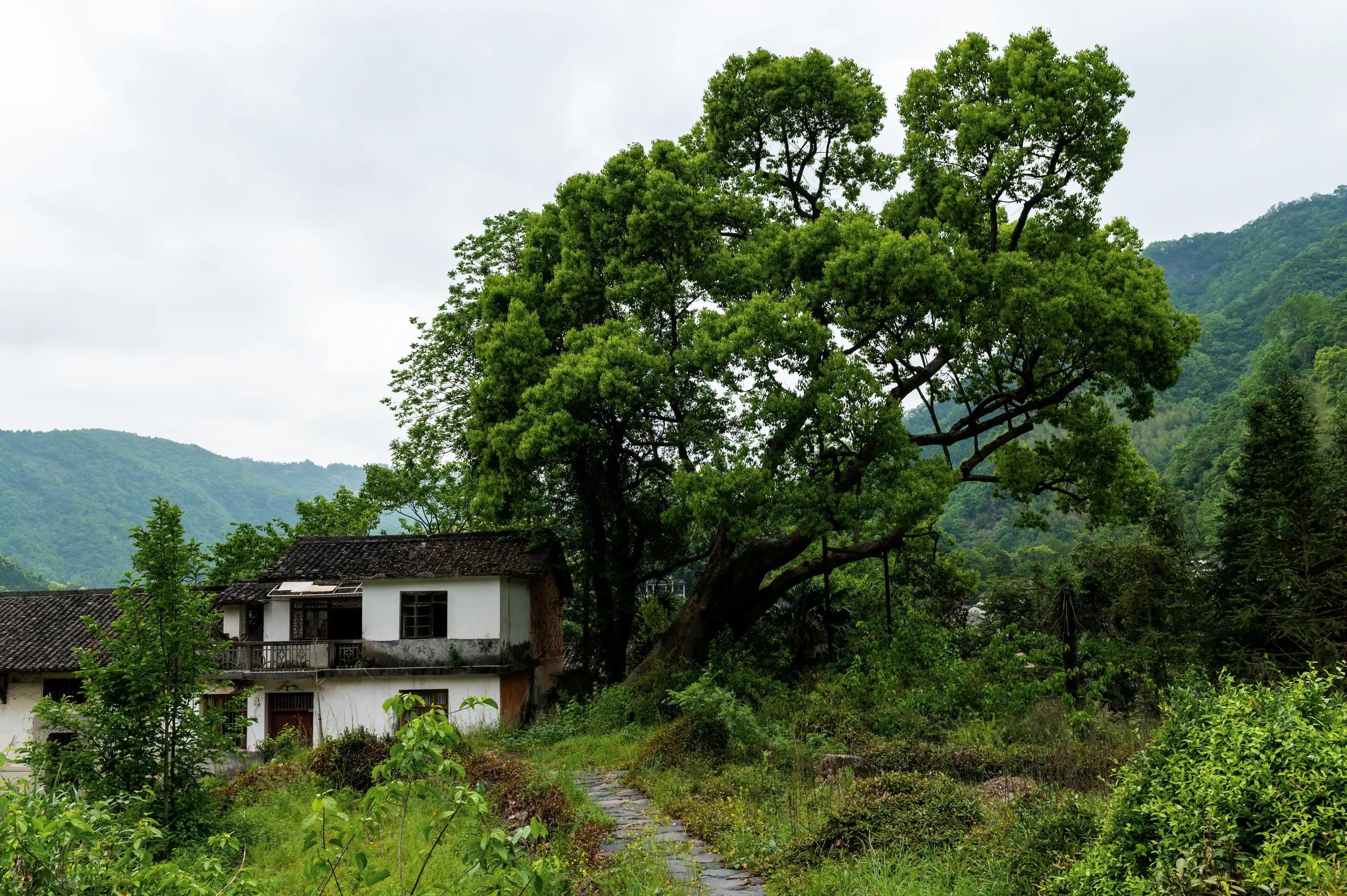 仙寓山富硒茶含硒多少