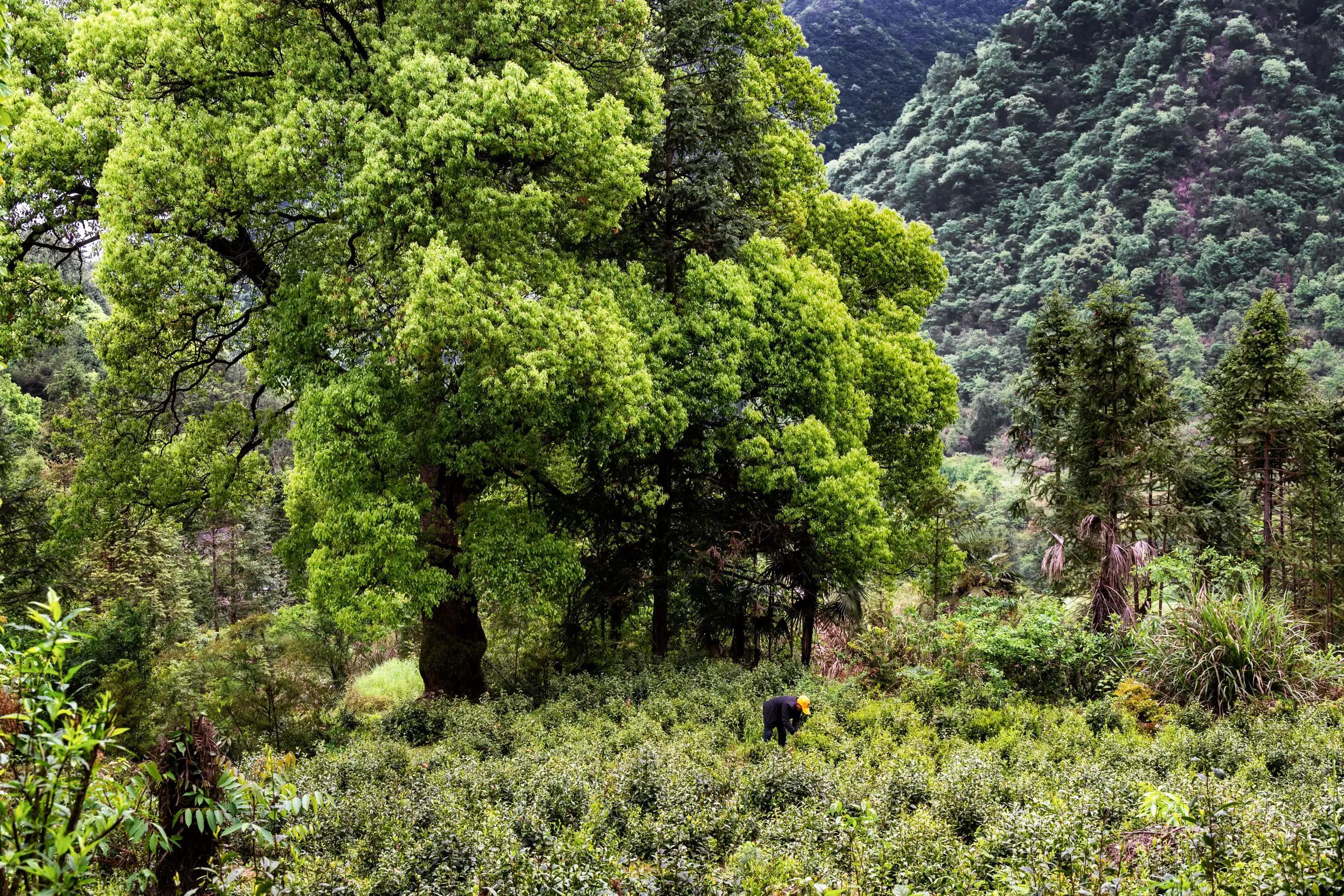 仙寓山富硒茶含硒多少