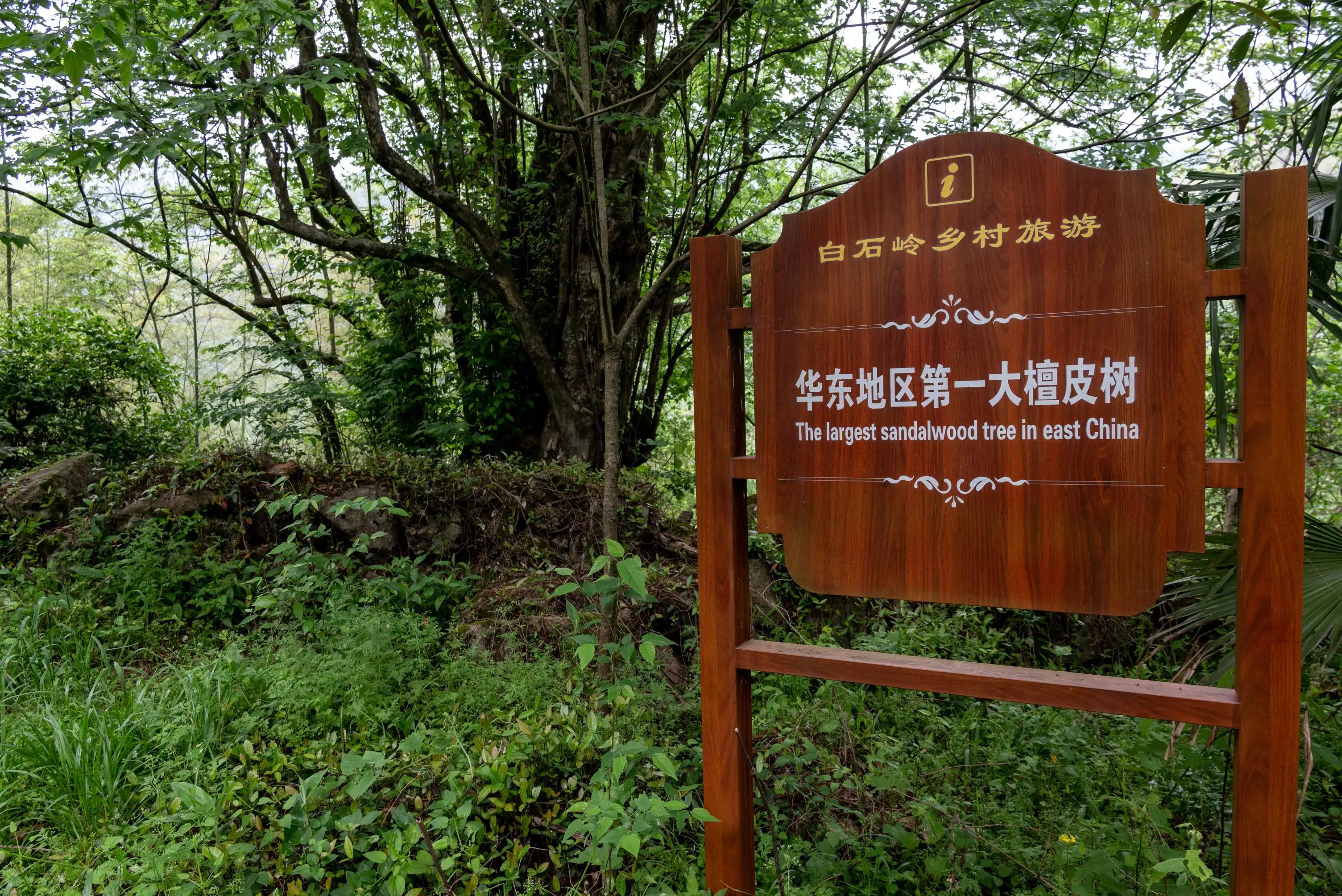 仙寓山富硒茶含硒多少