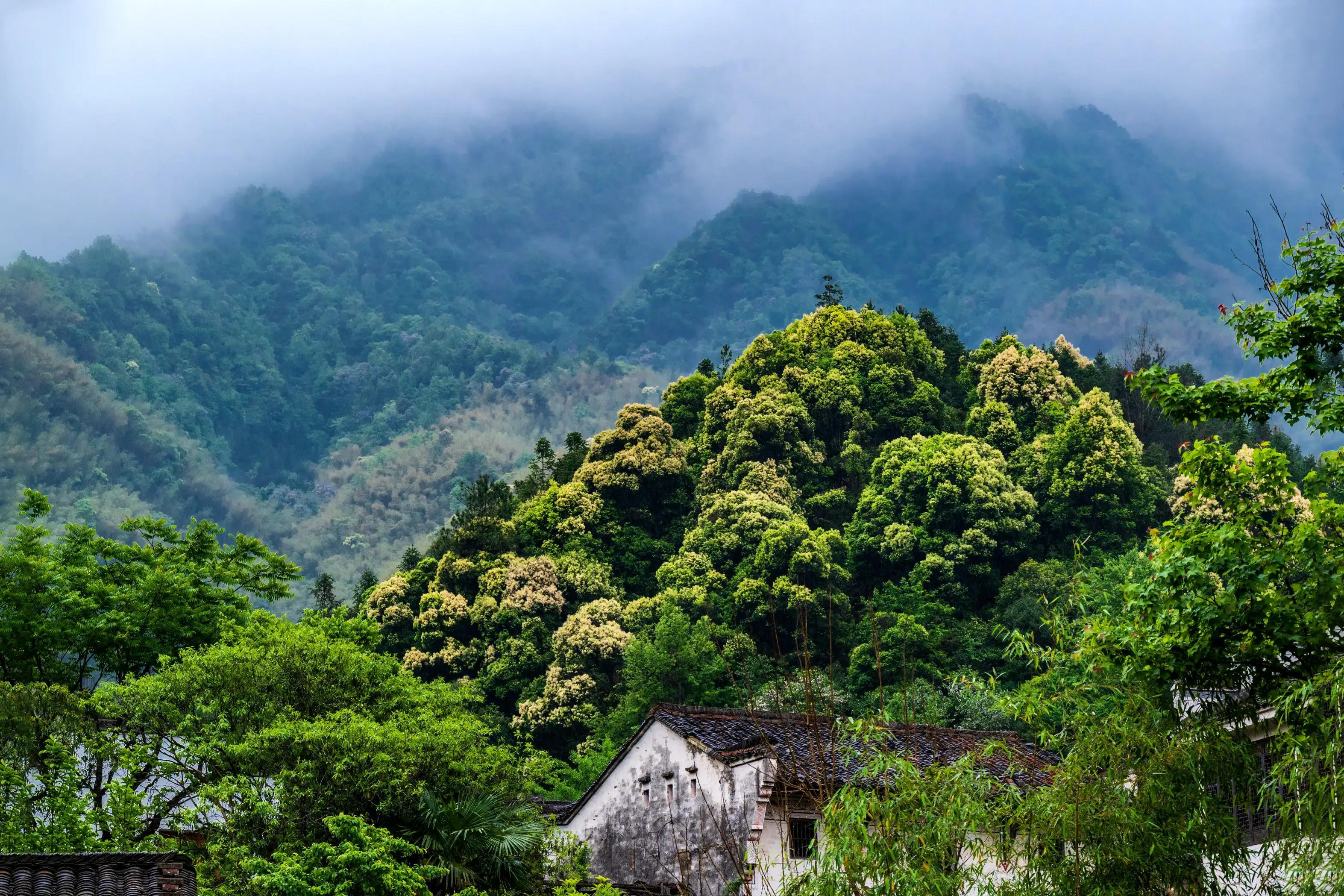 仙寓山富硒茶含硒多少
