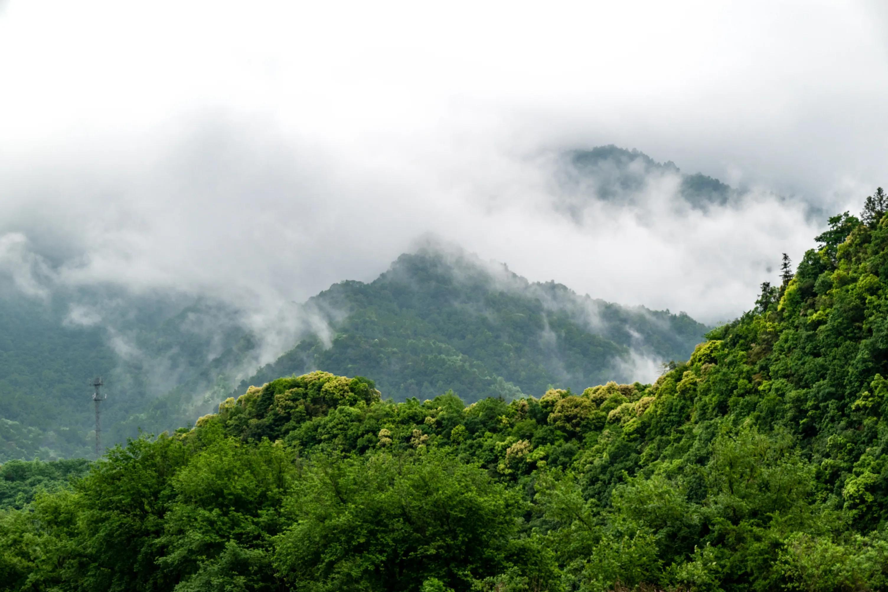 仙寓山富硒茶含硒多少