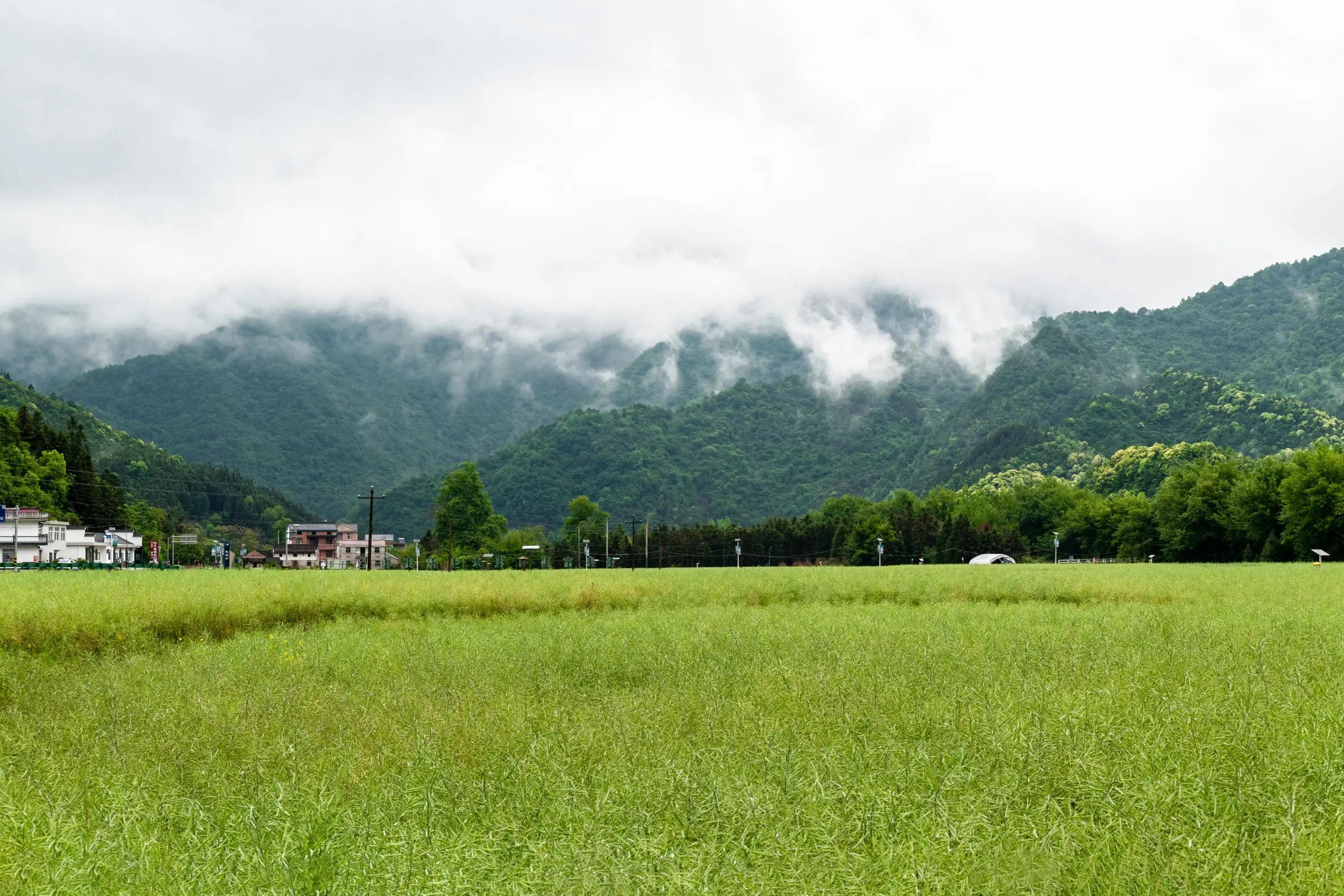 仙寓山富硒茶含硒多少