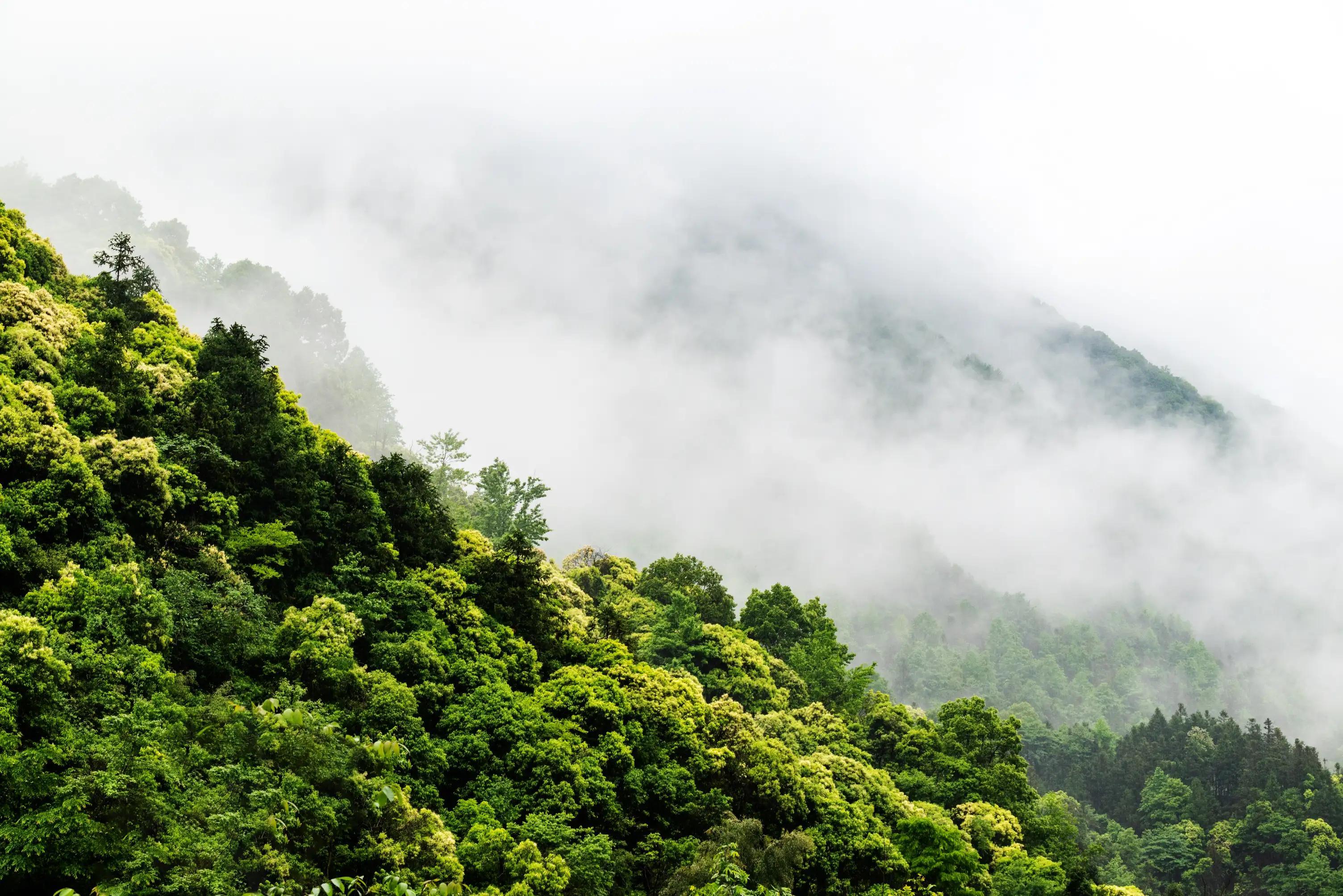 仙寓山富硒茶含硒多少