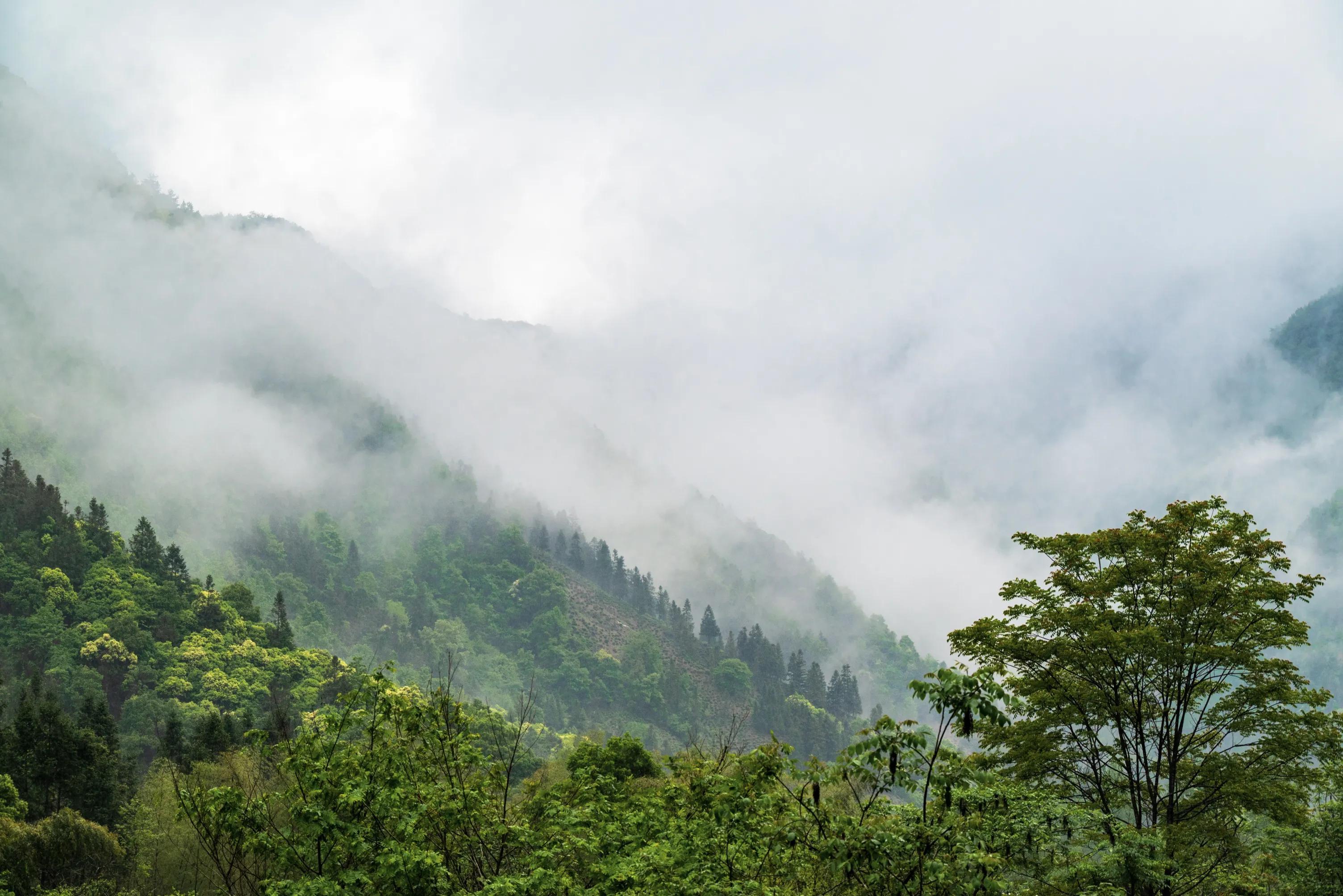 仙寓山富硒茶含硒多少