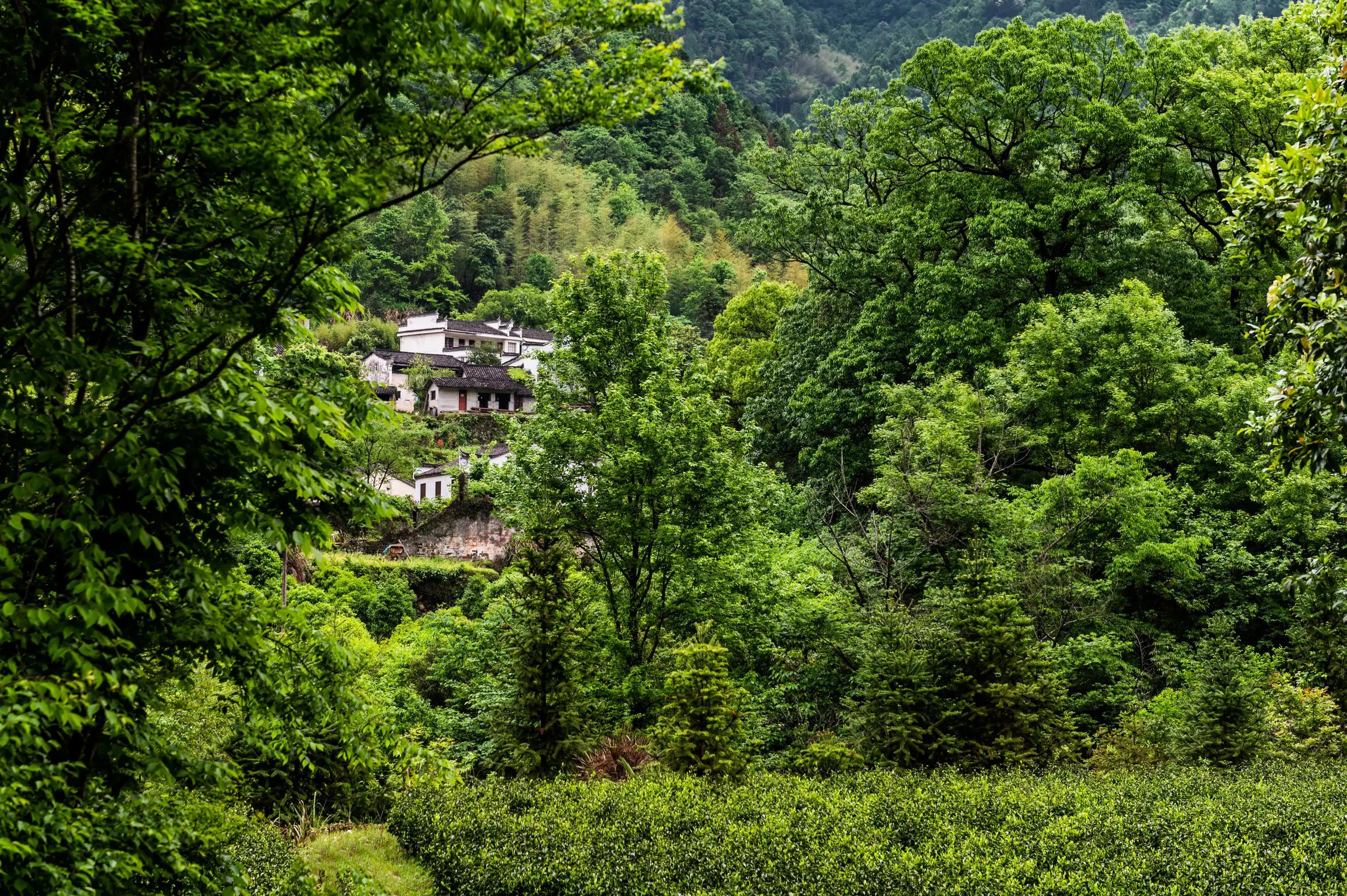 仙寓山富硒茶含硒多少