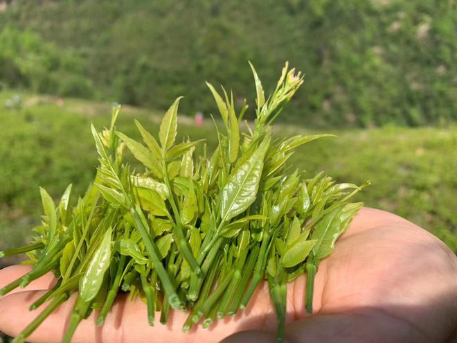 长寿富硒的茶是什么茶