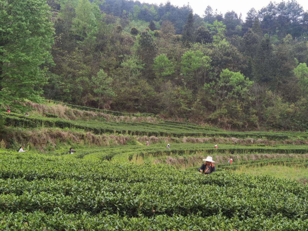 开阳富硒茶地理标志图