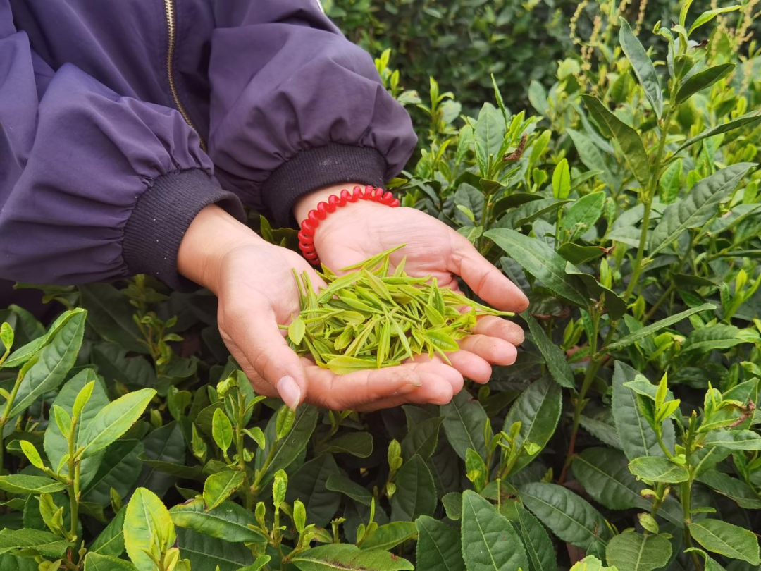 开阳富硒茶地理标志图