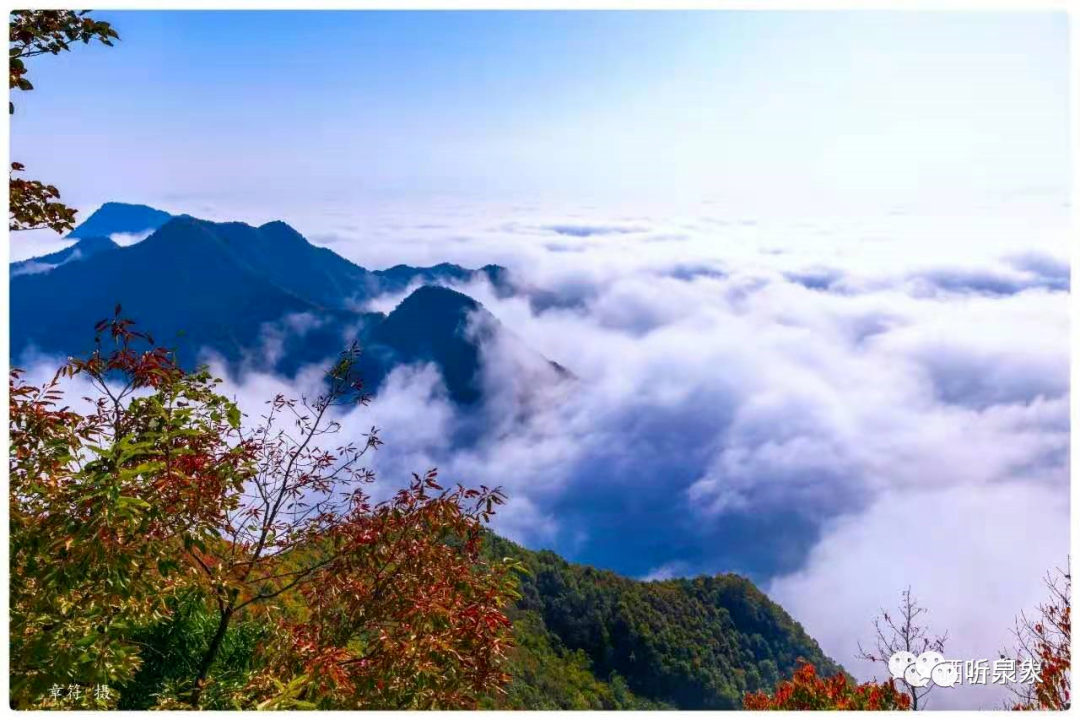 紫阳富硒茶基地在哪里