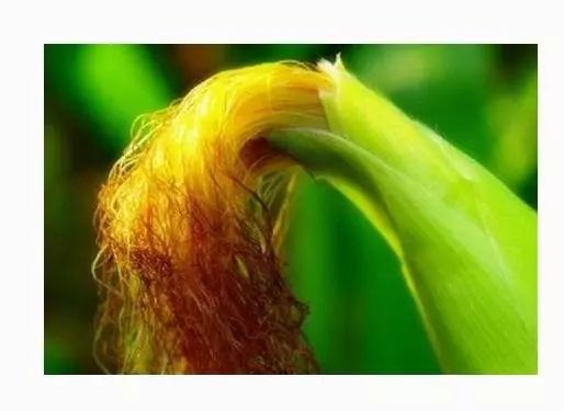 恩施富硒茶是绿茶吗?