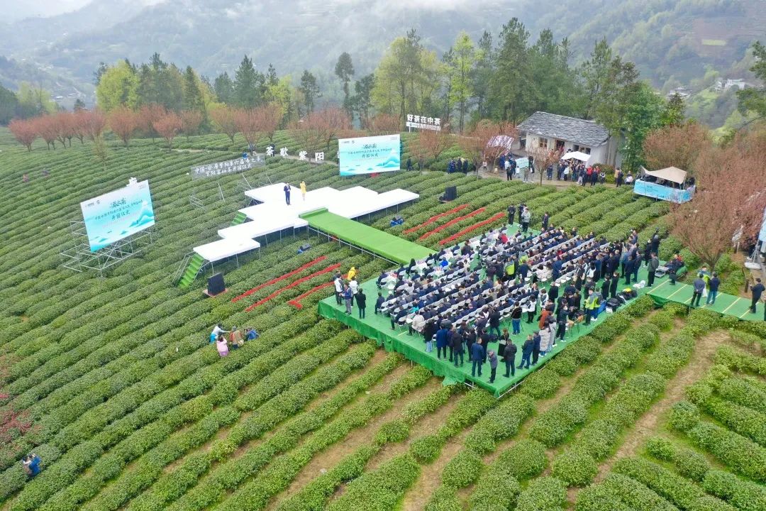 关于富硒茶的实践活动