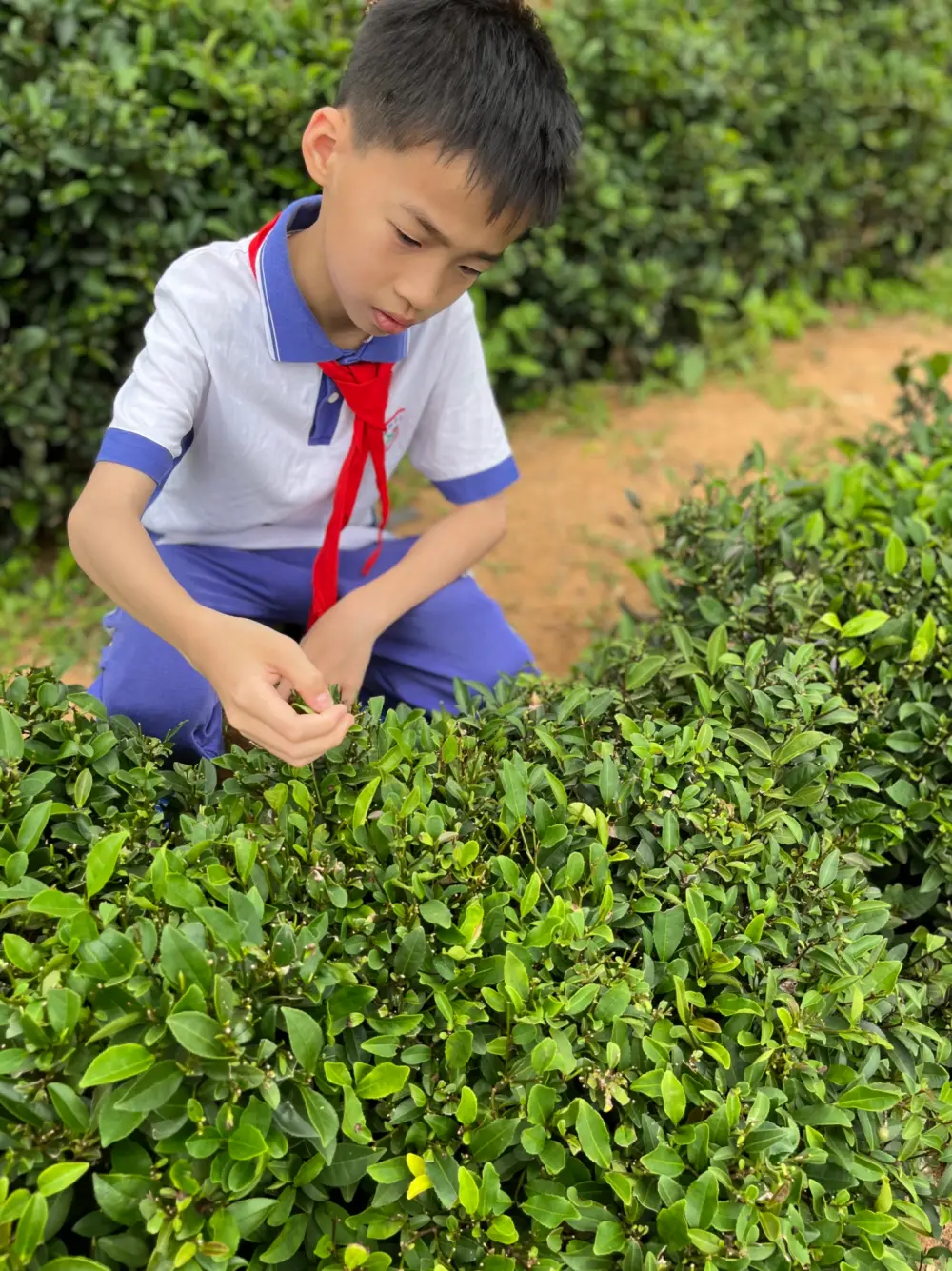 关于富硒茶的实践活动