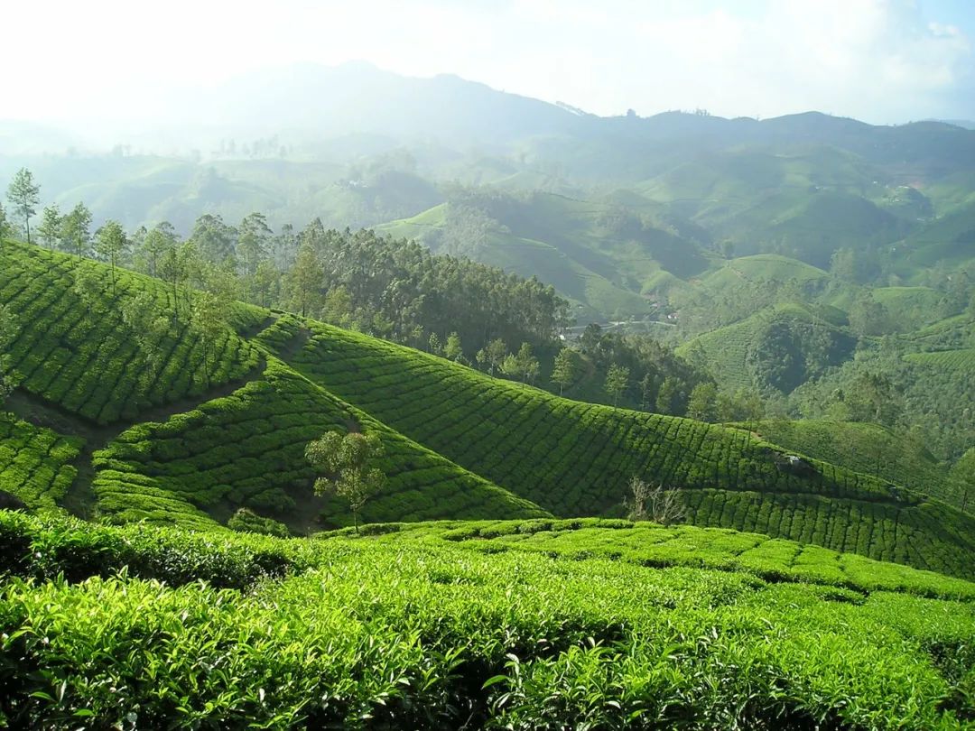 最好的紫阳富硒茶产地