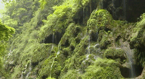 贵阳富硒茶可以减肥吗