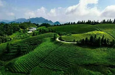 恩施富硒藤茶价格多少