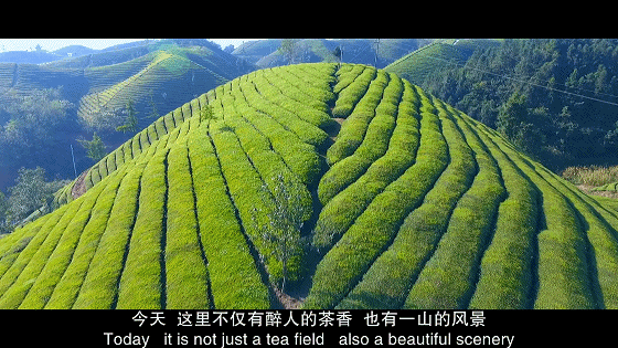 恩施富硒玉露茶的功效