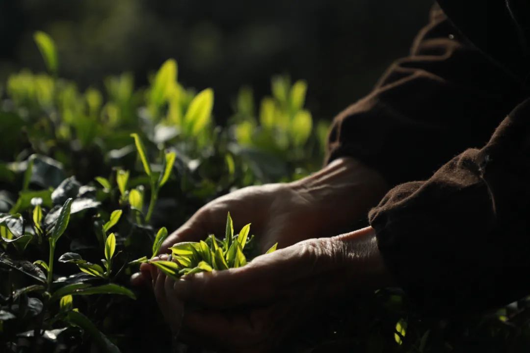 恩施富硒玉露茶的功效