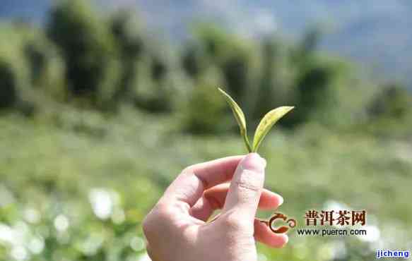 茶农面临的困境与问题：深度解析