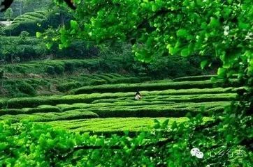 汉中炒青茶是不是富硒