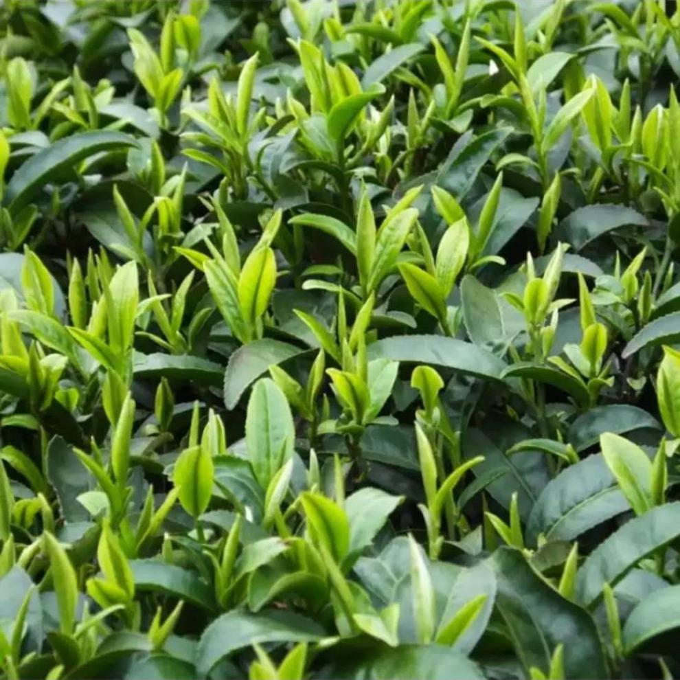 安康富硒茶的研究背景
