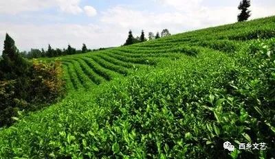 汉中炒青茶是不是富硒
