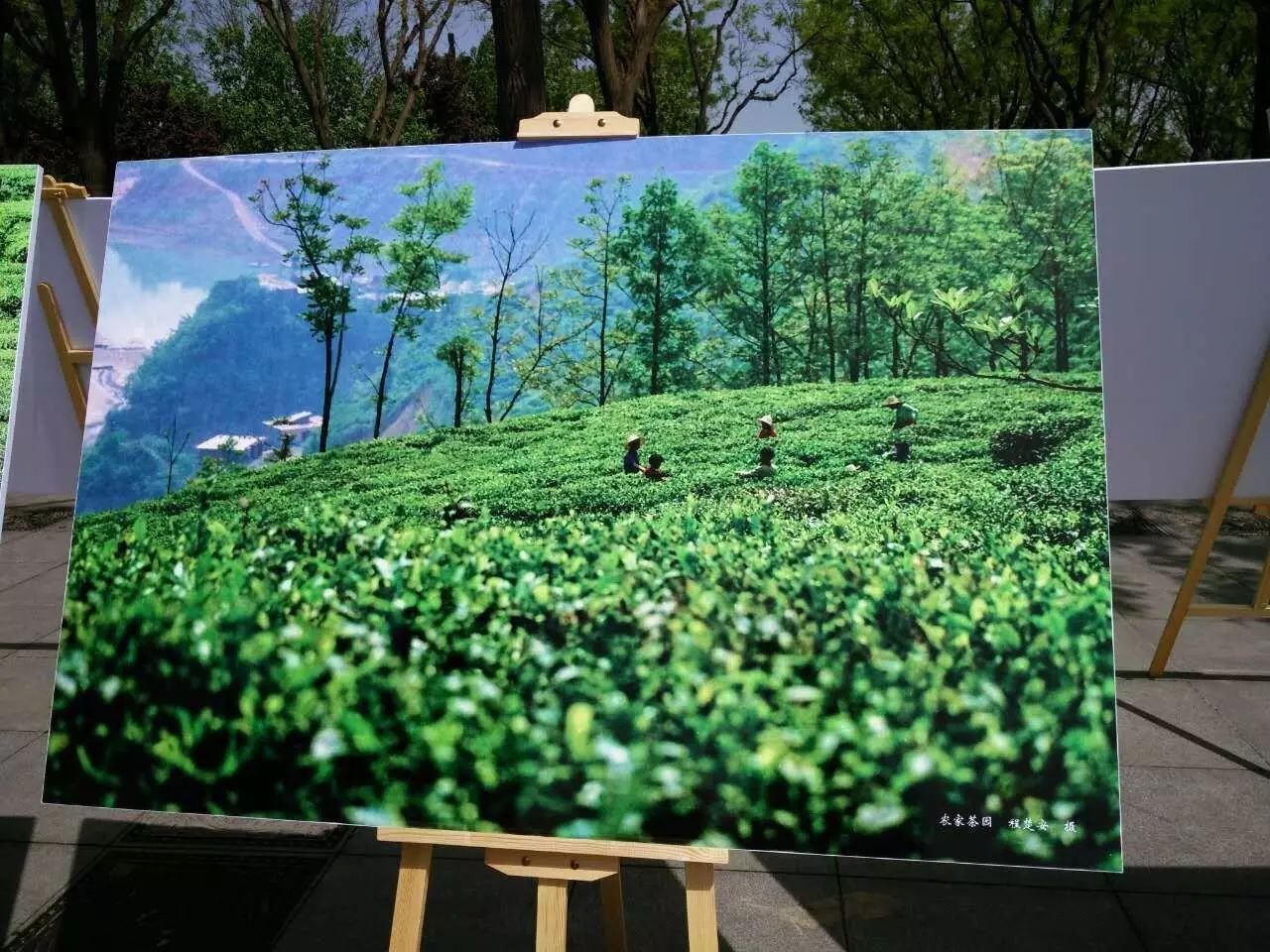 紫阳富硒茶最大的茶厂