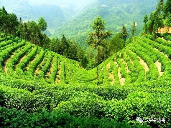 汉中红镇巴高山富硒茶