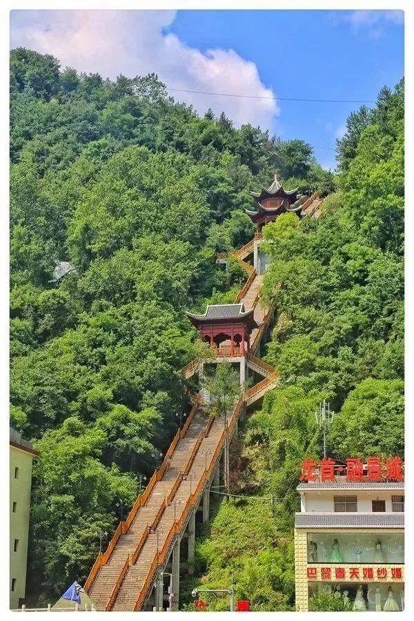 汉中红镇巴高山富硒茶