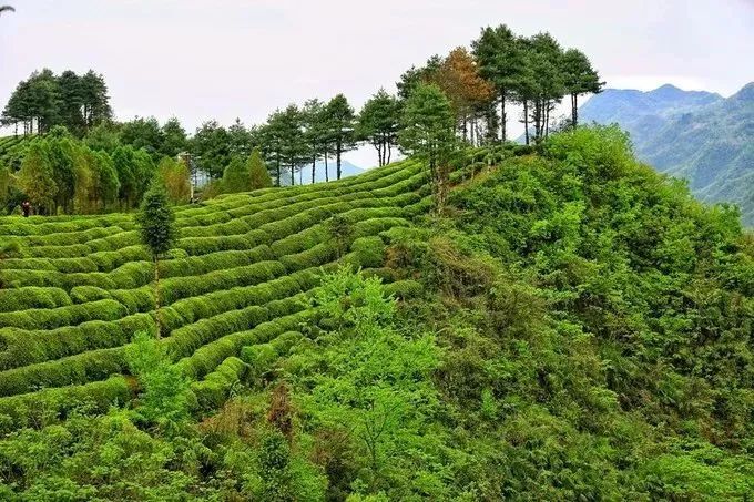 汉中红镇巴高山富硒茶
