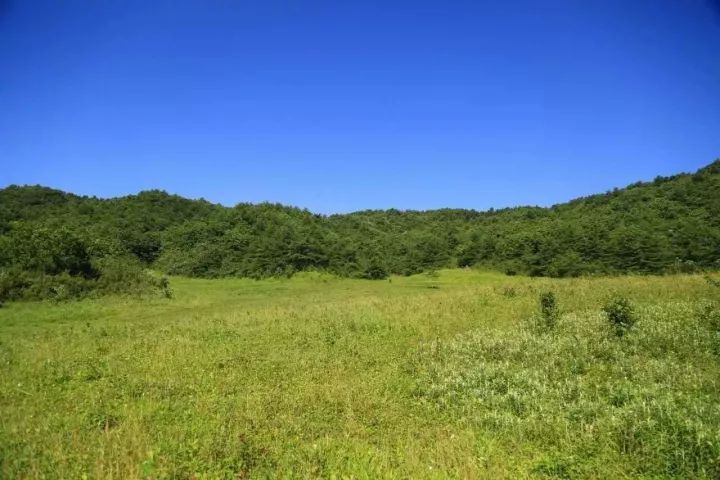 汉中红镇巴高山富硒茶