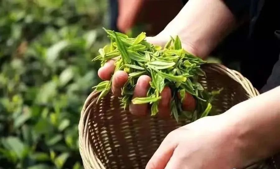 富硒茶和碧螺春哪个好