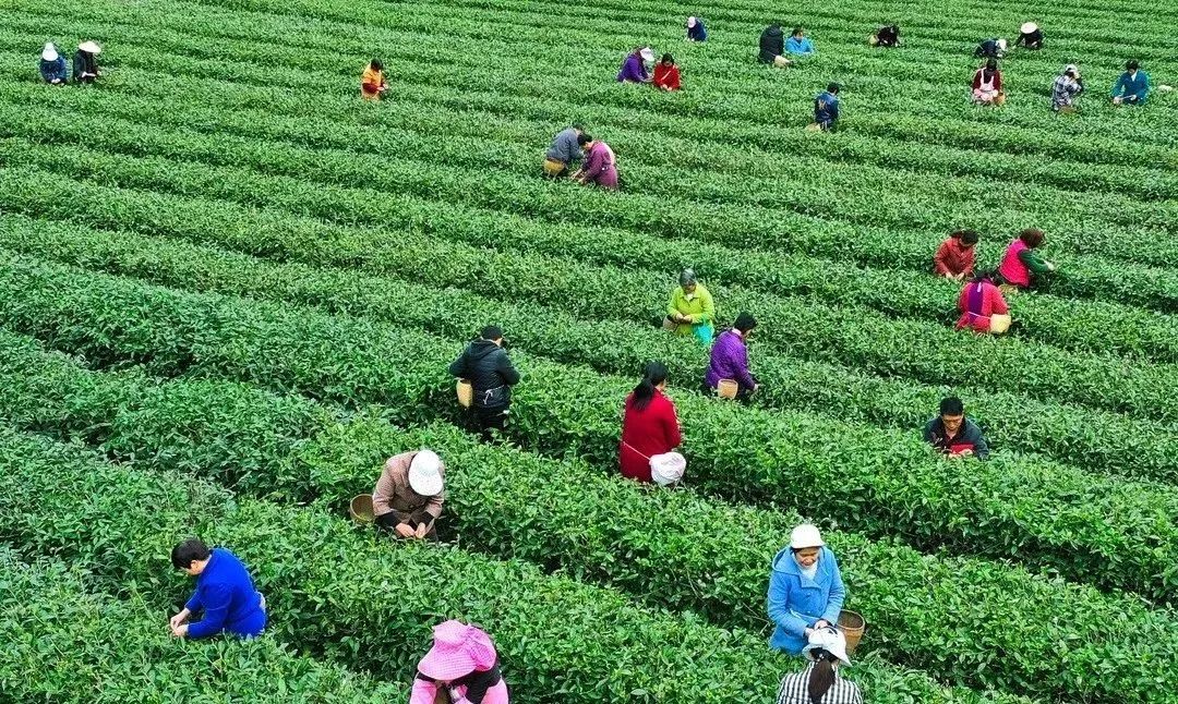 富硒茶和碧螺春哪个好