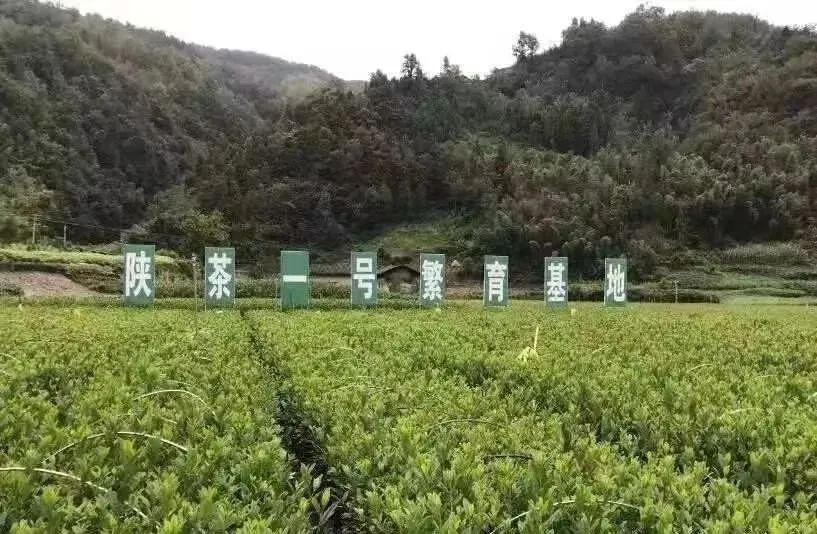 富硒茶和碧螺春哪个好