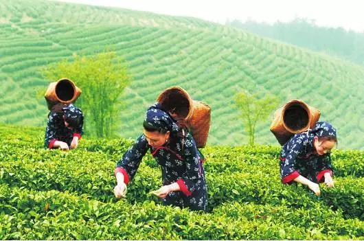 湖北富硒茶哪里的最好