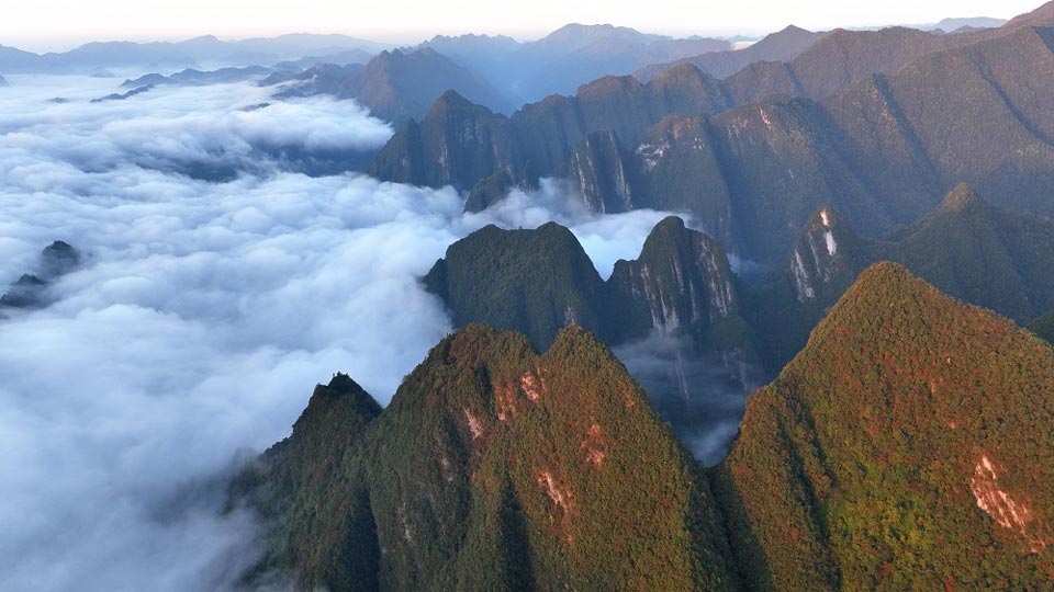 鹤峰走马镇富硒有机茶