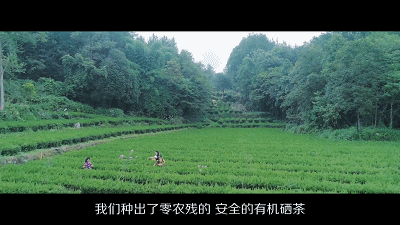 富硒茶是不是绿茶类型