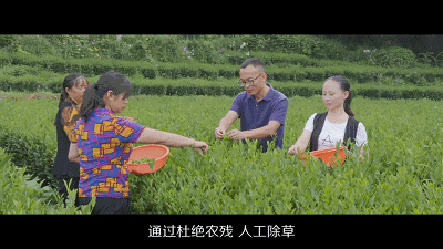 富硒茶是不是绿茶类型
